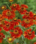 Red Helenium 'Goldlackzwerg'