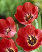 Rote Tulpen der Sorte 'Niigata'