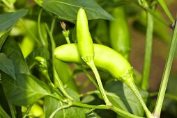 'Sarit Gat' organic chilli peppers