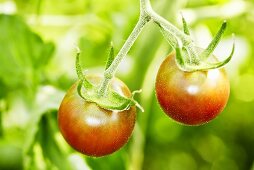 'Black Cherry' organic cocktail tomatoes