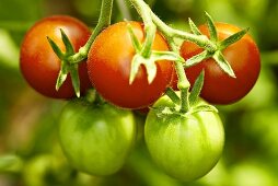 Bio-Tomaten der Sorte 'Clarita'