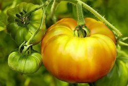 Bio-Tomaten der Sorte 'German Gold'