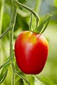 Bio-Tomaten der Sorte 'Rote Zora'