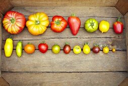 Various types of tomatoes in two rows
