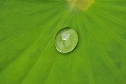 Drops of water on a lotus leaf (close-up)
