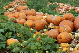 A pile of various pumpkins in a field