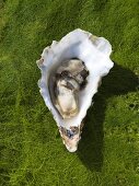 A oyster on algae (seen from above)
