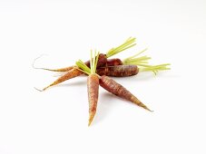 Karotten (Urmöhre)