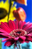 Gerbera, Judenkirsche und Sonnenblume