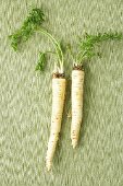 Two Hamburg parsley roots with leaves