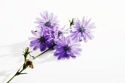 Chicory (flowers)