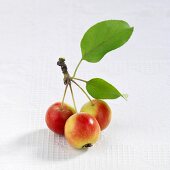Japanische Wildäpfel (Malus floribunda) mit Blättern