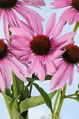 Purple coneflowers (Echinacea)