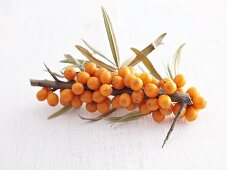 Sea buckthorn berries on branch