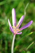 Autumn crocus (close-up)