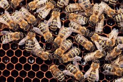 Viele Bienen auf Honigwabe