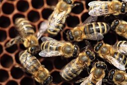 Bees on honeycomb