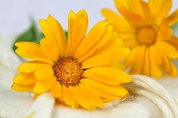 Marigolds (close-up)