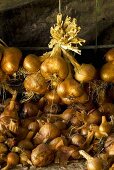 Onions hanging up to dry