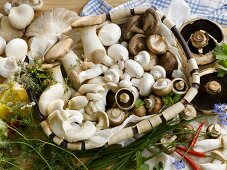 Still life with assorted mushrooms, herbs and spices