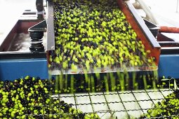 Olives in olive mill