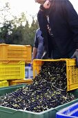 Putting freshly harvested olives into a plastic box