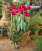 Pinkfarbene Tulpe 'Preludium'