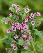 Lungwort (Pulmonaria 'Barfield Pink')