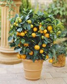 Kumquat plant in flowerpot (Citrus x Fortunella Mandarin)