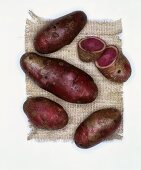 Potatoes, variety: Highland Burgundy Red