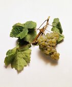 Riesling-Traube mit Weinblättern