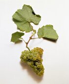 Pinot blanc grapes and vine leaves