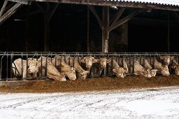 Cattle in a stall being fed