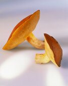 Two bolete mushrooms