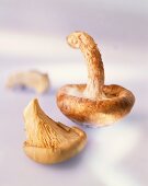 An oyster mushroom and a shiitake mushroom