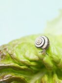 Live snail on lettuce leaf (close-up)