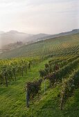 Weinberge bei Barolo, Piemont, Italien