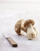 Two ceps with knife