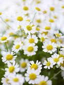 Chamomile flowers