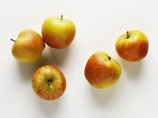 Äpfel der Sorte Goldparmäne