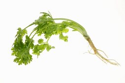 Coriander with root