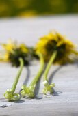 Dandelions with curling stalks on a wooden table