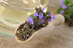 Ground ivy tea (Glechoma hederacea)