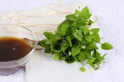 Fresh chickweed and tincture for poultices and compresses
