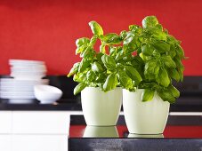 Two pots of basil on kitchen worktop