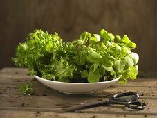 Portulak und Endiviensalat aus dem eigenen Garten