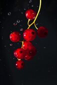 Rote Johannisbeeren im Wasser