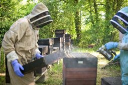 A beekeeper working with hives