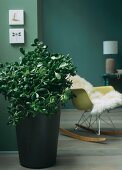 Jade tree or money tree (Crassula ovata) in front of rocking chair with sheepskin