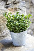 Fresh peppermint in metal pot